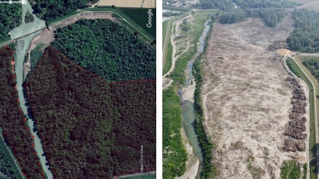 Parco del Secchia, Aipo: «La ditta che ha fatto i lavori ha tagliato più alberi di quanto doveva»