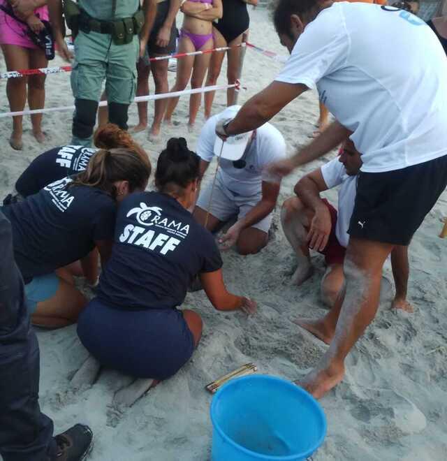 Sos Caretta Caretta, alla Pelosa il nido della tartaruga è a rischio