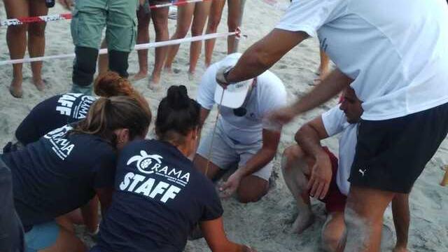 Sos Caretta Caretta, alla Pelosa il nido della tartaruga è a rischio