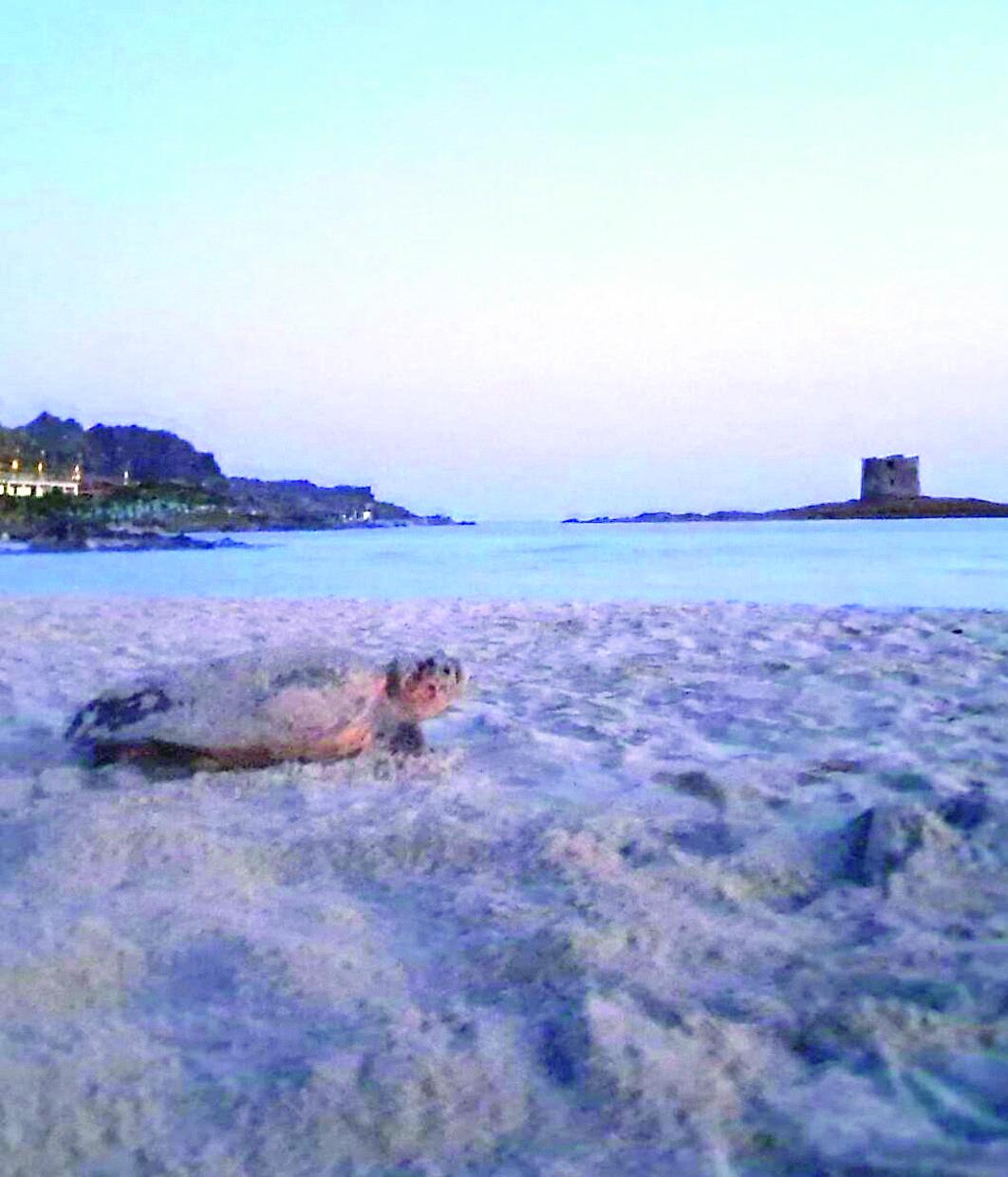 Stintino, la rivincita della natura: tartaruga depone le uova alla Pelosa