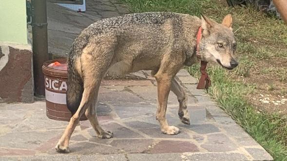 L'animale a Montenero