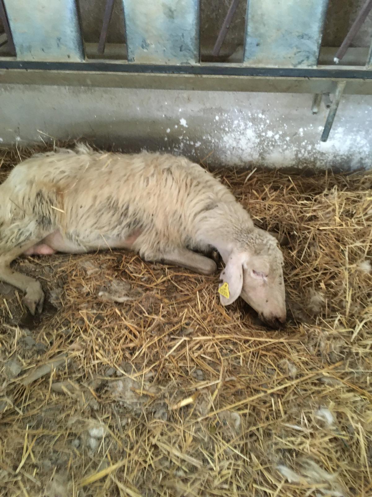 Blue tongue, in sei giorni capi morti triplicati nell’Oristanese