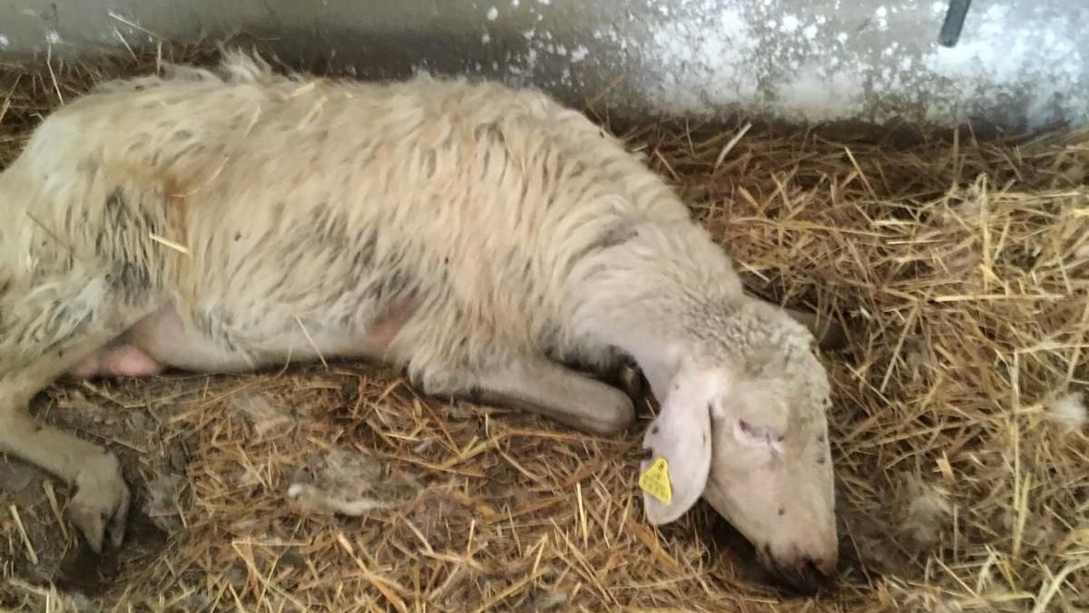 Blue tongue, in sei giorni capi morti triplicati nell’Oristanese