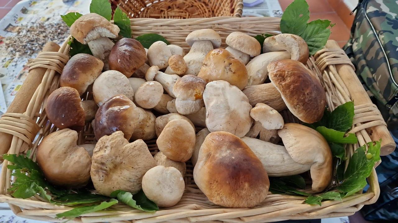Tempo di funghi a Civago: torna la festa d’autunno tra mostre, banchetti e degustazioni