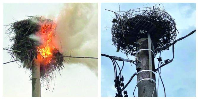 Gavasseto ha riallestito il nido delle cicogne colpito dal fulmine di agosto