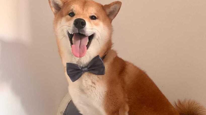 Animali, il cane Hachiko ha bisogno di trovare un nuovo padrone da amare