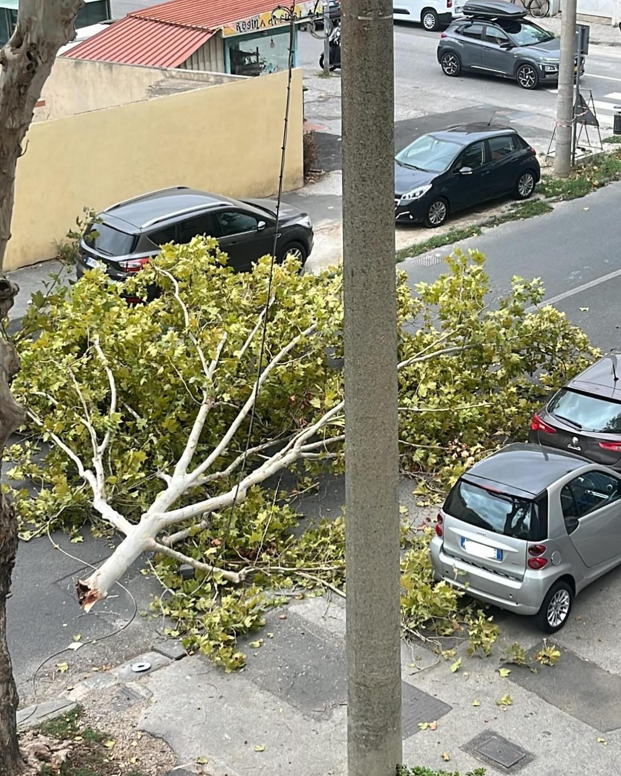 
	Il ramo caduto in via Montebello (foto Livornogramm)

