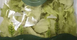Rischio listeria nell’insalata in busta: richiamati lotti di 19 marchi