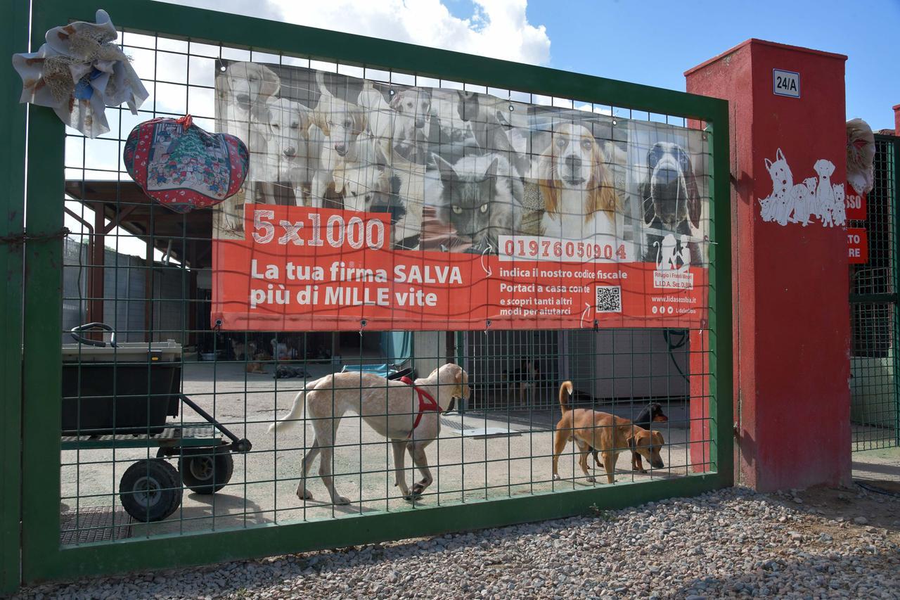 Olbia, è allarme randagismo. La Lida: «Sterilizzate i vostri cani»