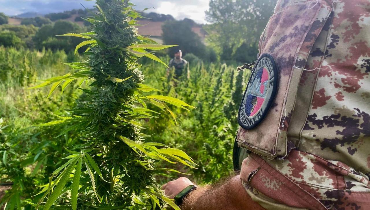 Blitz all’alba nelle campagne di Lula: i carabinieri sequestrano una maxi piantagione di marijuana