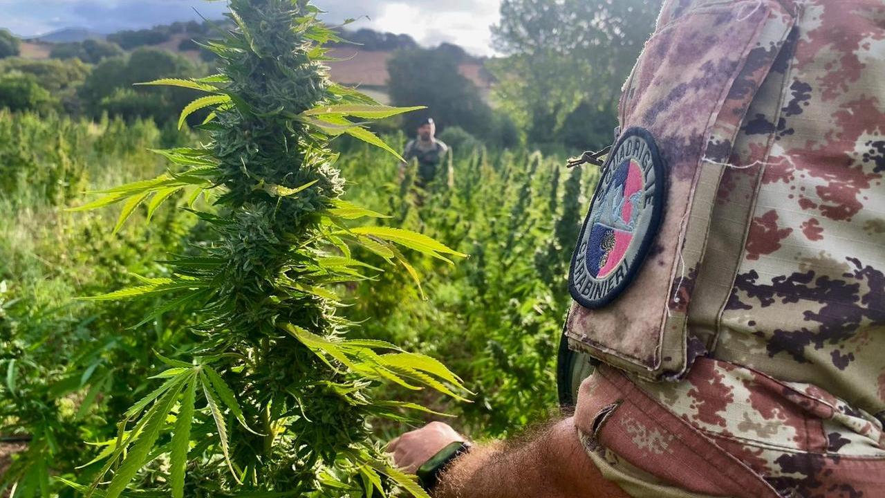 Blitz all’alba nelle campagne di Lula: i carabinieri sequestrano una maxi piantagione di marijuana
