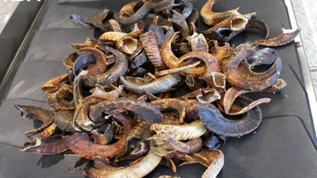 Bloccato in aeroporto a Cagliari con 89 corna di montone: nei guai un viaggiatore sardo