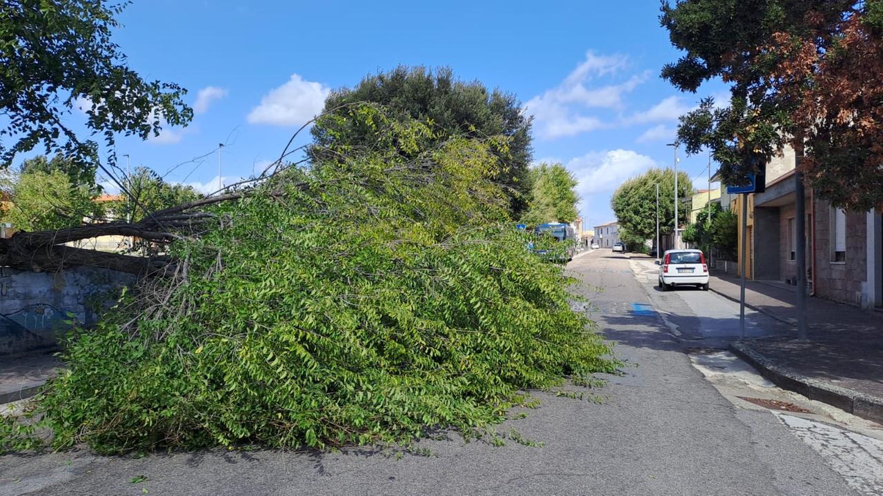 Gli alberi crollano sulla linea elettrica: a Bosa, strada “pericolosa” chiusa da un’ordinanza