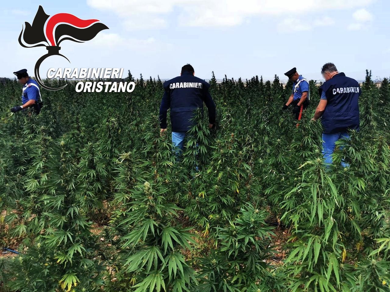Siamanna, 5mila piante di cannabis “illegale”: due arresti