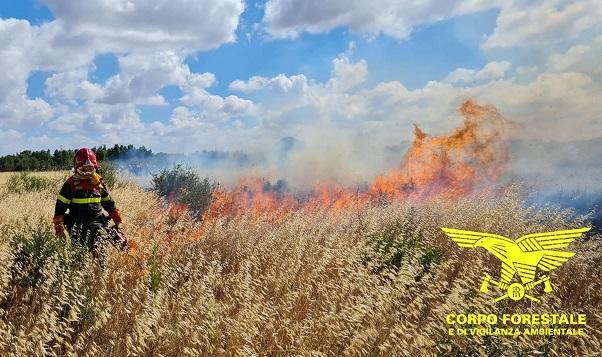 Rogo divampa a Serdiana: 4 ettari di coltivazioni e pinete in cenere