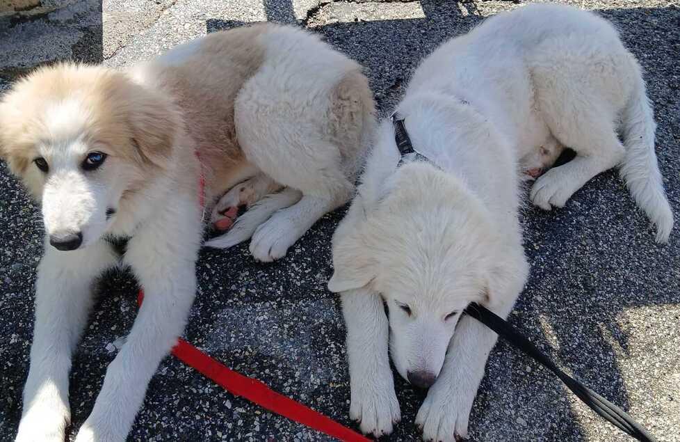 Livorno, Lady e Fiocco cercano un padrone: «Ecco come adottarli»<br>
