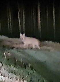 I lupi avvistati anche a Vigarano