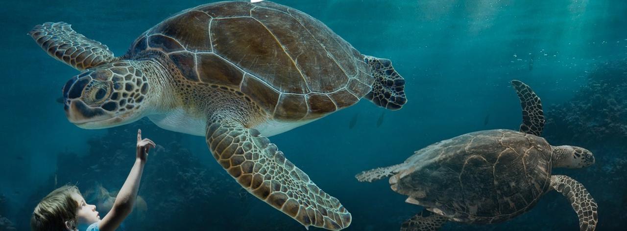 Visite all’ Acquario di Livorno: ecco i nuovi orari