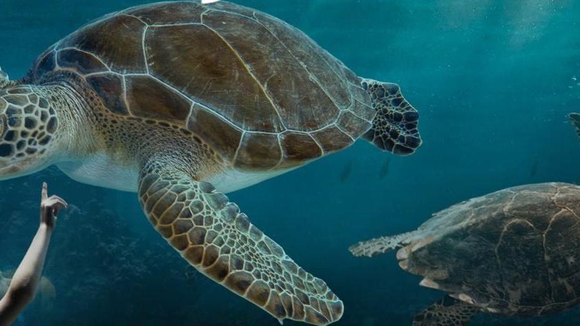 Visite all’ Acquario di Livorno: ecco i nuovi orari