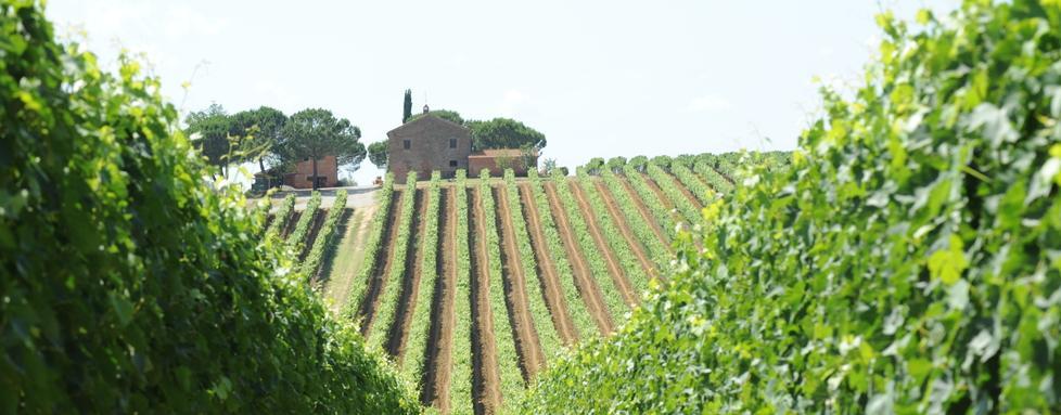 Versý, il vino “alla frutta” si fa in Toscana: tre fratelli e quel tocco di vermentino che lo rende unico