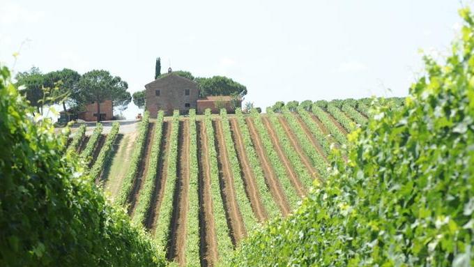 Versý, il vino “alla frutta” si fa in Toscana: tre fratelli e quel tocco di vermentino che lo rende unico