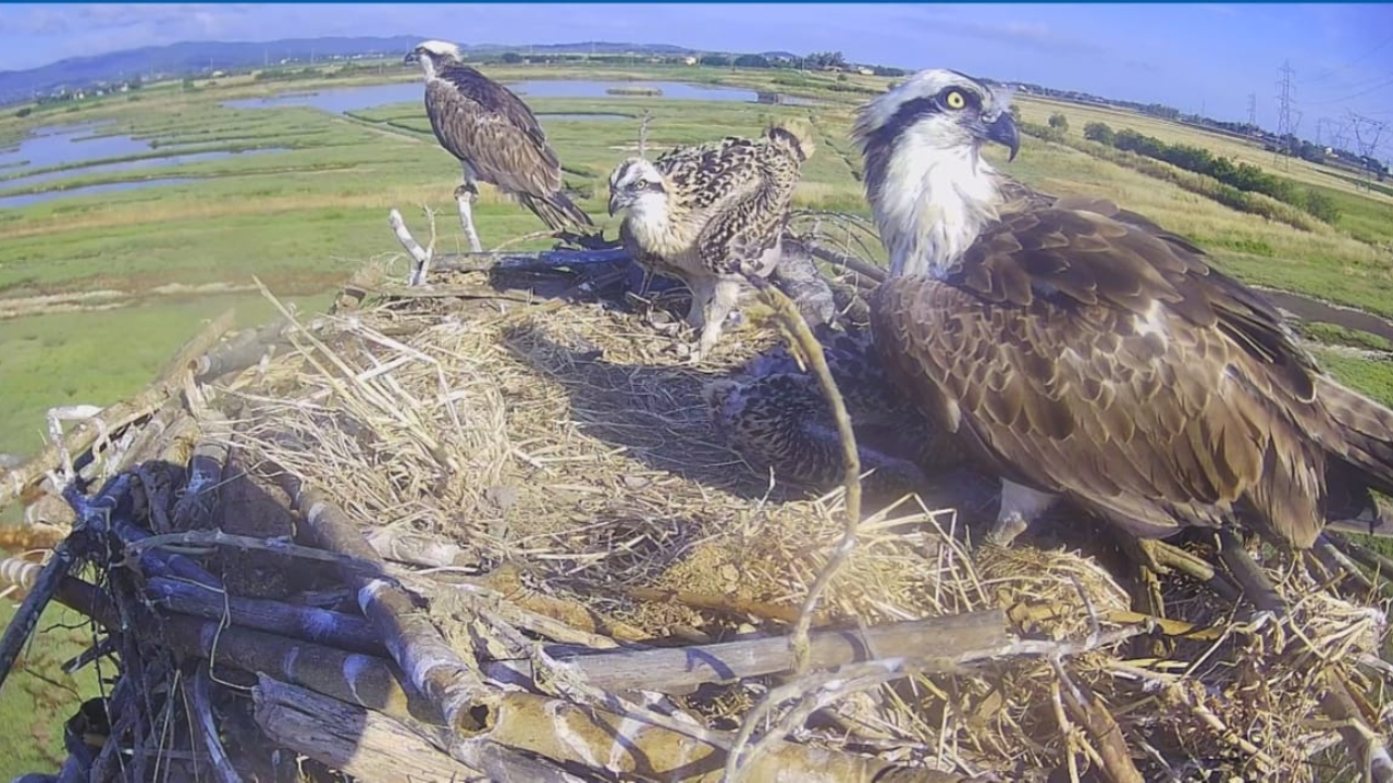 Una bella immagine dei piccoli nel nido a inizio giugno