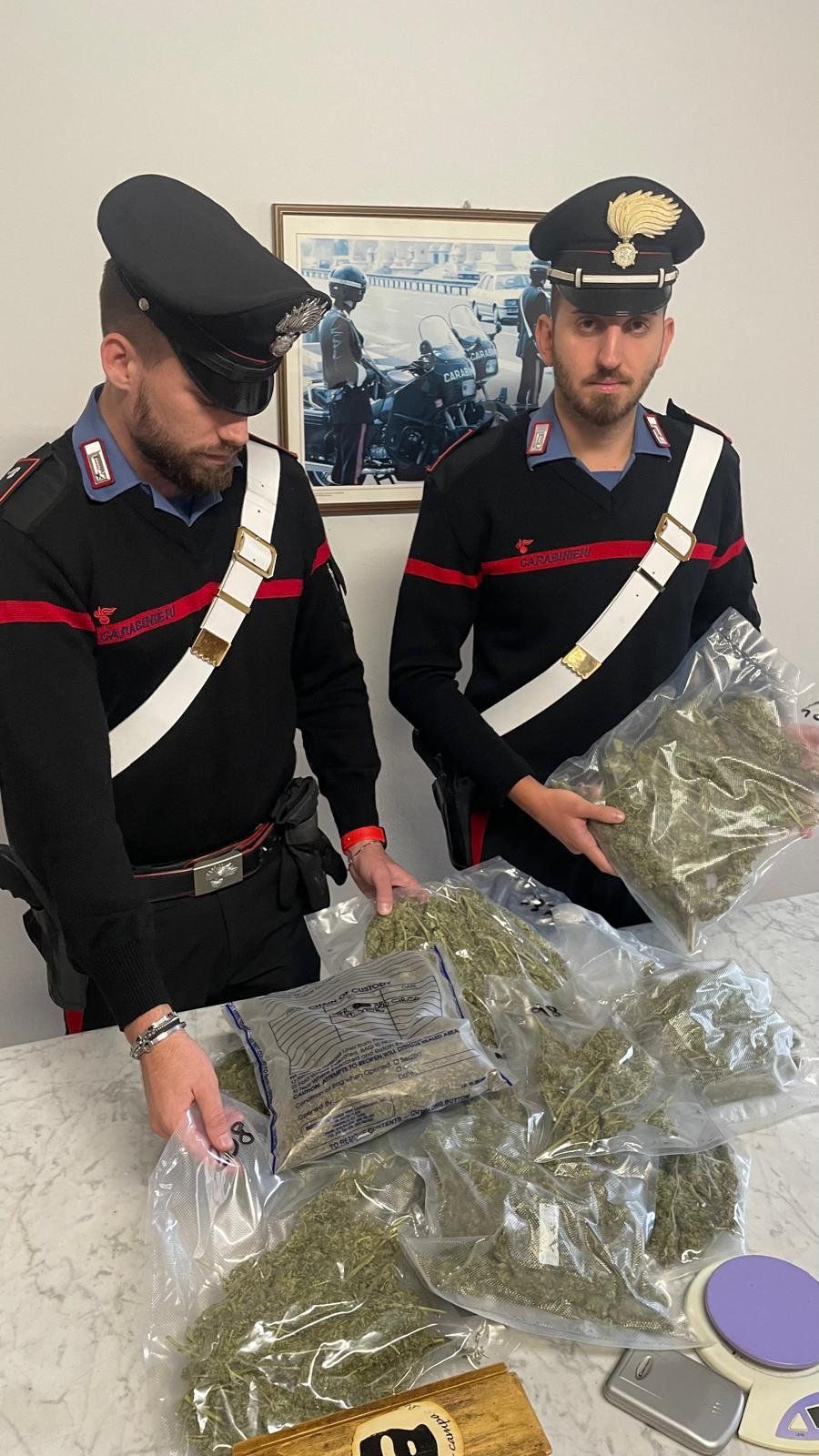 Garfagnana, coltivava piantagione di marijuana: arrestato