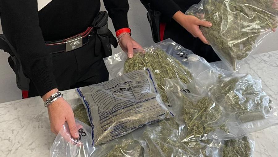 Garfagnana, coltivava piantagione di marijuana: arrestato