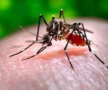 Lucca, sospetta febbre Dengue al rientro dalle vacanze: scatta la disinfestazione<br>
