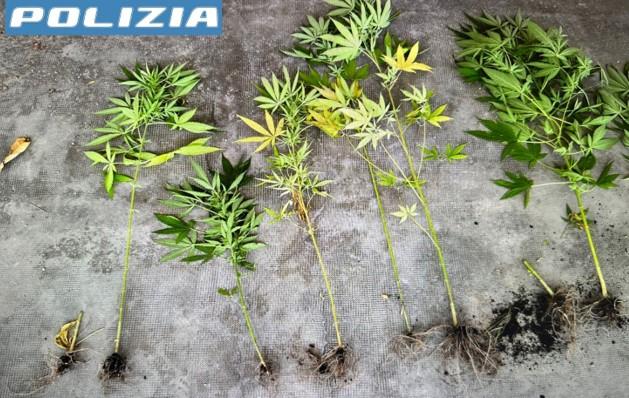 Tempio, piante e semi di cannabis in casa: denunciato