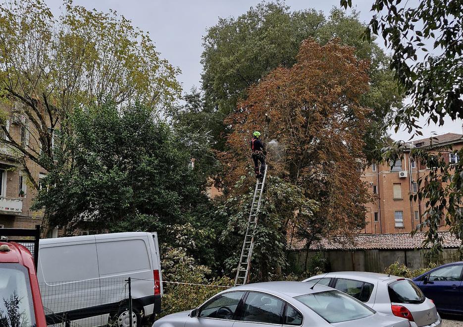 Ferrara, primi alberi abbattuti in via Fiume, il terzo a rischio