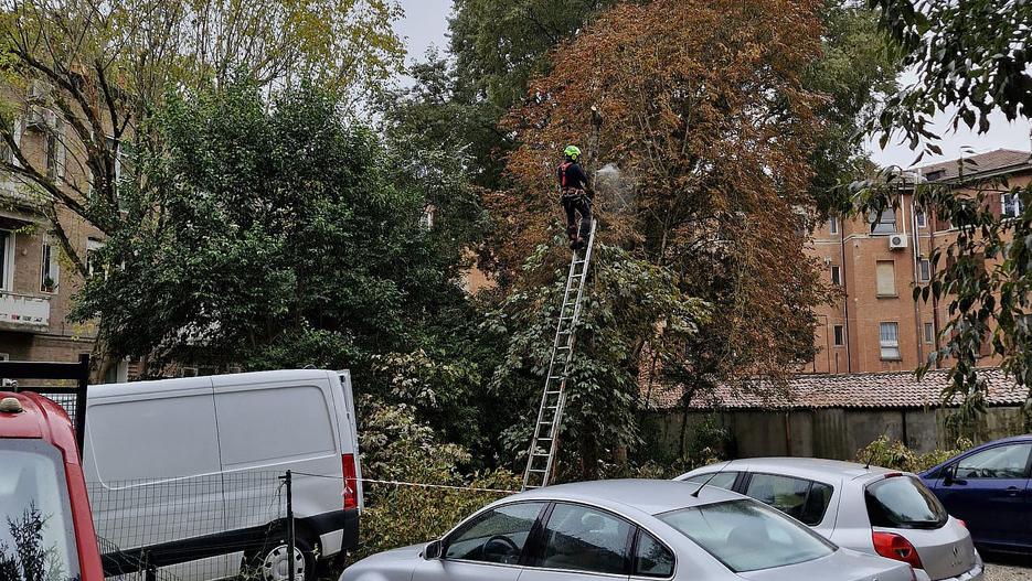 Ferrara, primi alberi abbattuti in via Fiume, il terzo a rischio