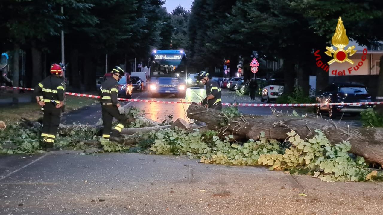 
	L'albero caduto in via Firenze

