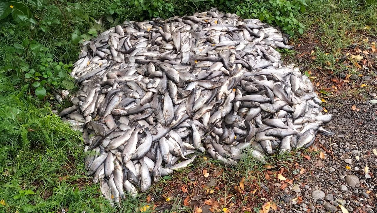 Un quintale di trote in strada: incredibile abbandono di “rifiuti” a Guiglia