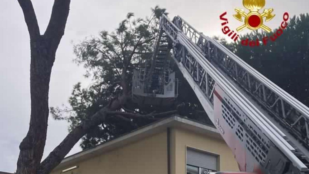 Viareggio, pino cade sul tetto della scuola elementare