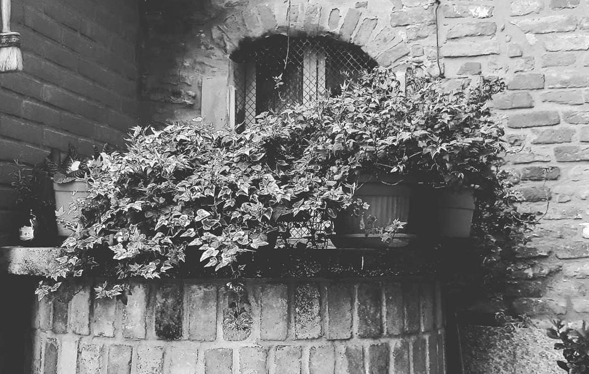 L’osteria più antica del mondo aspetta di rinascere a Stellata