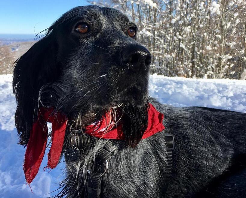 Il cane Spot non riesce a restare solo: la famiglia non può più tenerlo
