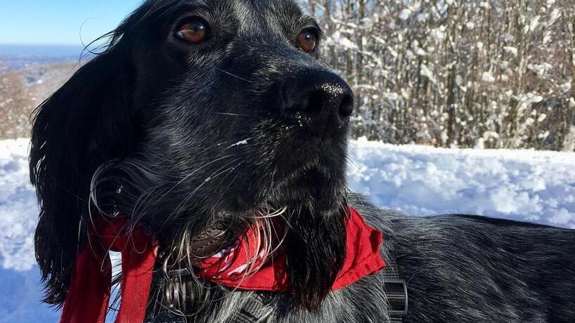 Il cane Spot non riesce a restare solo: la famiglia non può più tenerlo