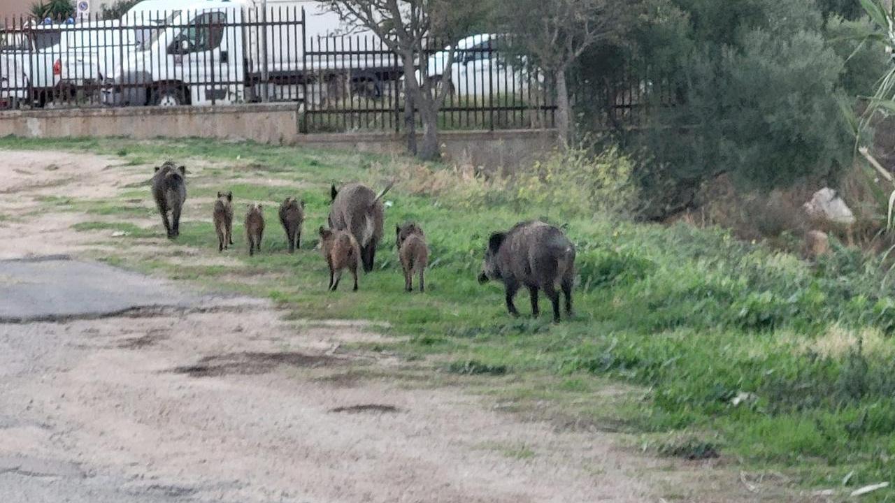 Olbia, quartieri assediati dai cinghiali: arriva il maxi piano di cattura
