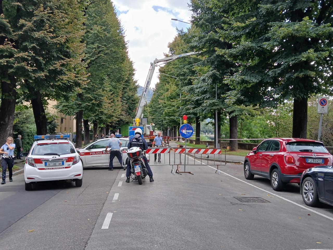 
	Le operazioni di potatura del tiglio in via Firenze

