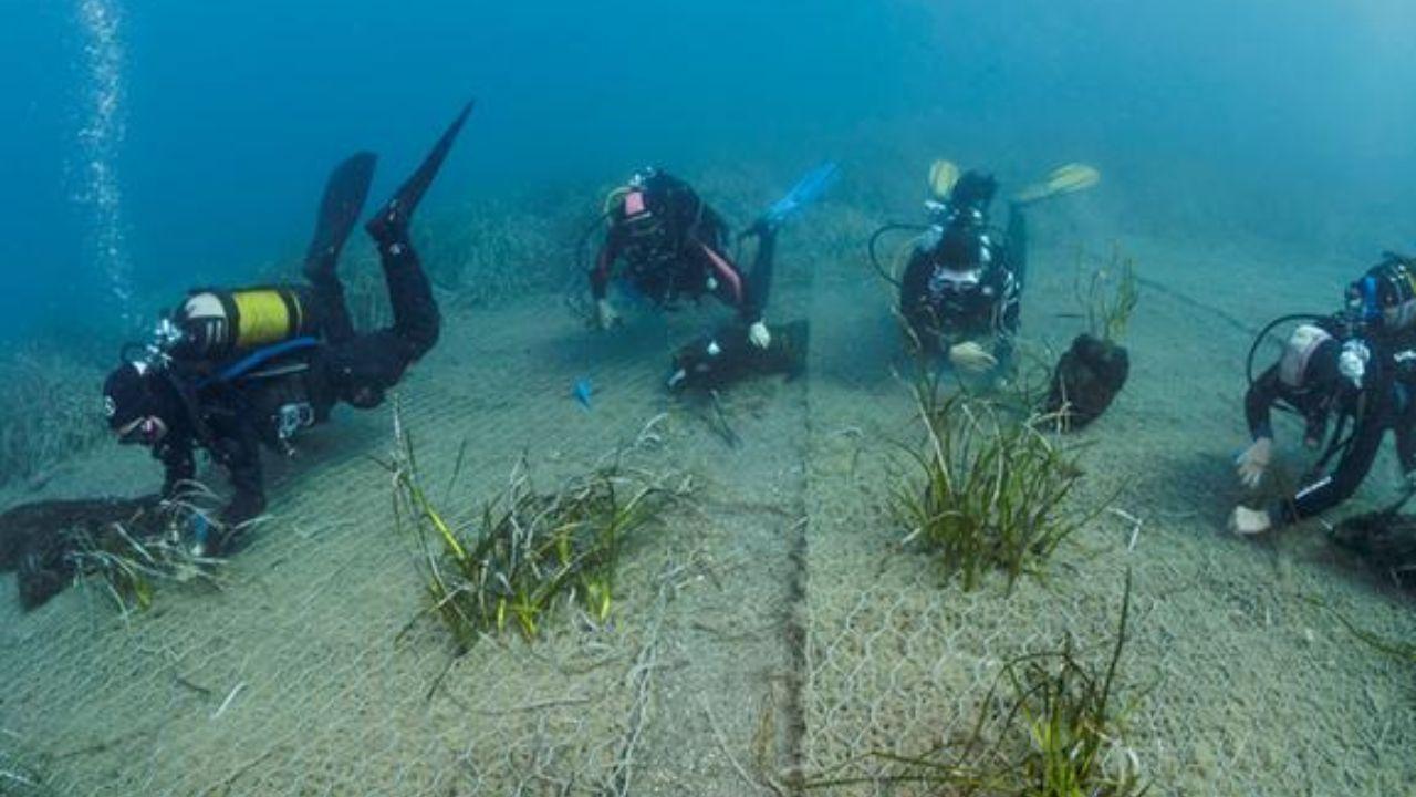 
	Sub in azione nel mare dell'Elba

