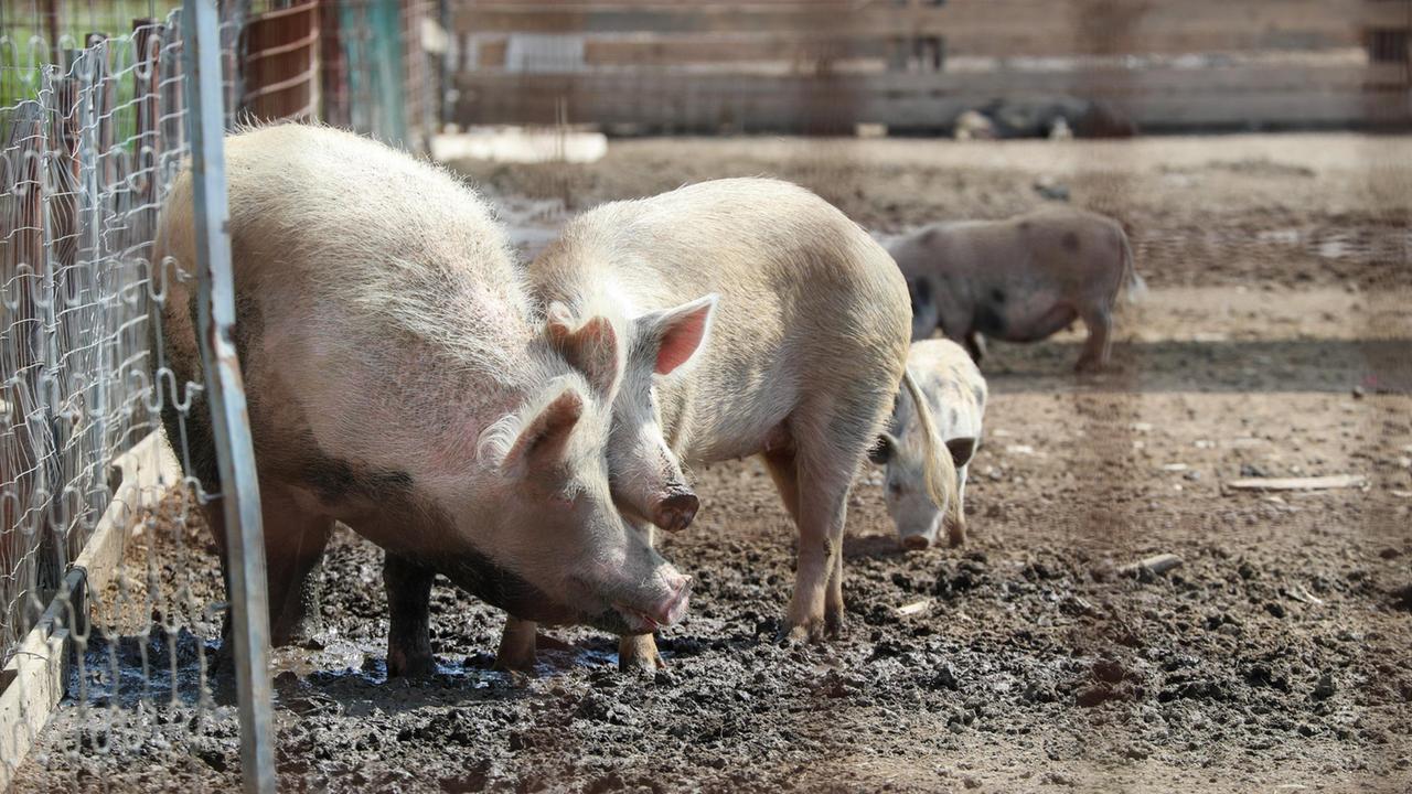 La peste suina in Sardegna non c’è più, via libera alle esportazioni