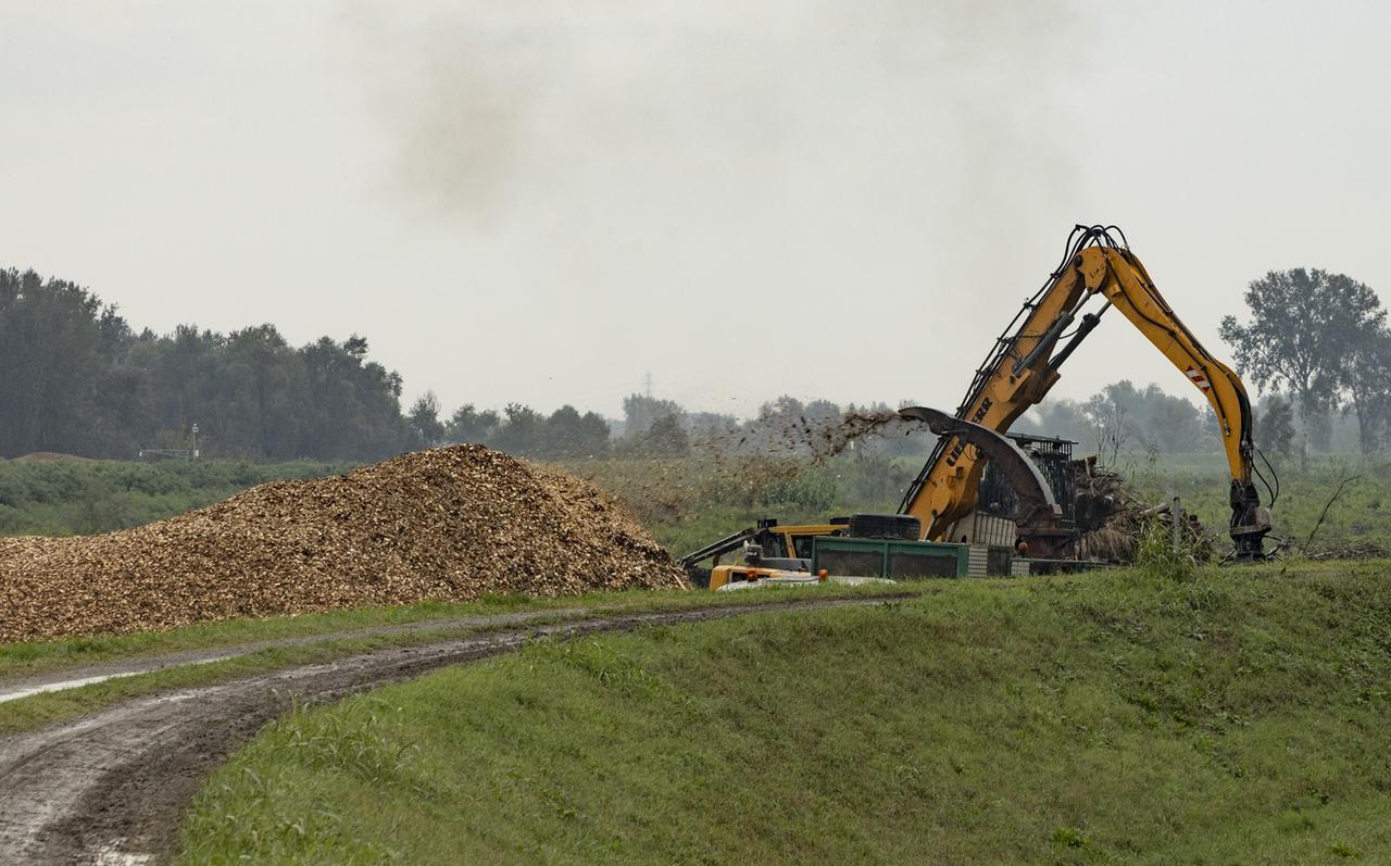Alberi abbattuti sul Secchia, tronchi in golena mentre passa la piena: scatta la corsa a triturarli