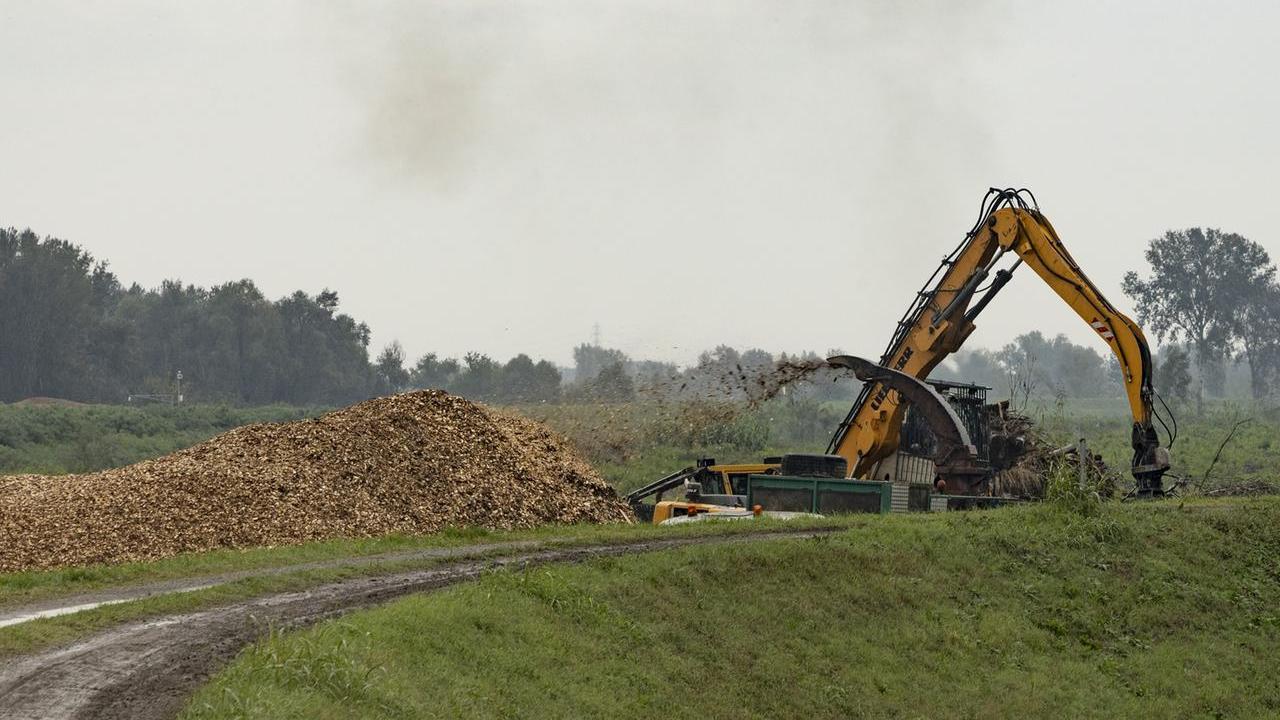 Alberi abbattuti sul Secchia, tronchi in golena mentre passa la piena: scatta la corsa a triturarli