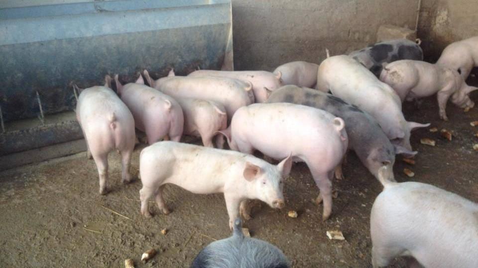 In Sardegna non c’è più la peste suina, i ministri Orazio Schillaci e Francesco Lollobrigida: «Risultato straordinario»