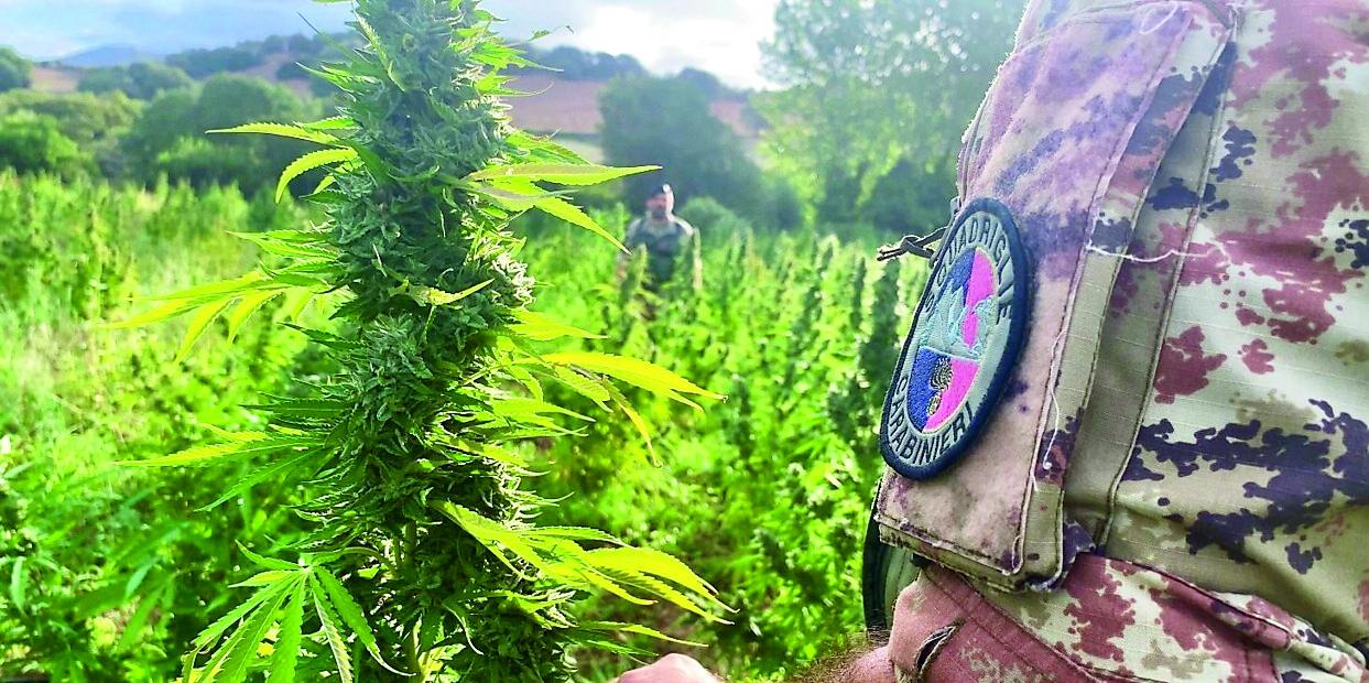 Borore, coltivava 1.900 piante di marijuana: blitz dei carabinieri all’alba