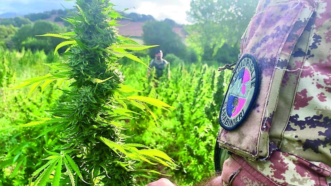 Borore, coltivava 1.900 piante di marijuana: blitz dei carabinieri all’alba