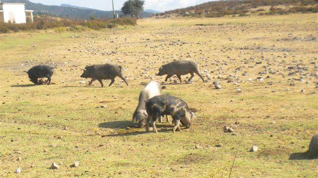 Peste suina in Sardegna maiali al pascolo brado