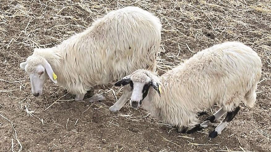 Blue tongue nell’isola: «Perdo tre capi al giorno, la mia azienda rischia di fallire»