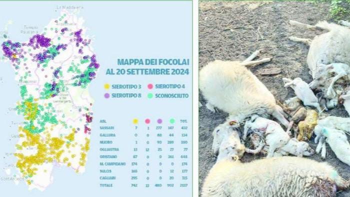 La nuova “Blue tongue” fa paura: nell’isola morte già 10mila pecore